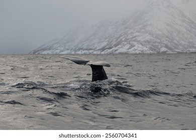 sperm whale, Physeter macrocephalus, Alta, Norway