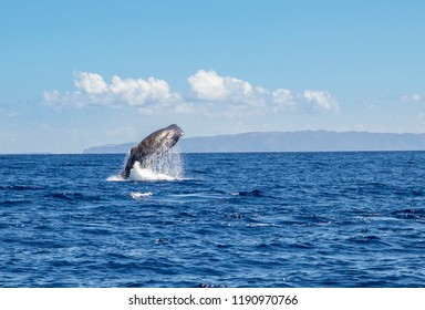 The Sperm Whale (Physeter Macrocephalus) Or Cachalot Is The Largest Of The Toothed Whales And The Largest Toothed Predator. Jump Out Of The Blue Ocean Water, Nature Outdoors In Atlantic Ocean.