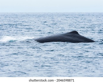 Sperm Whale (Physeter Macrocephalus) Dorsal Fin