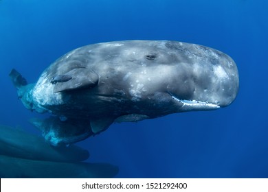 Sperm Whale, Physeter Macrocephalus, Indian Ocean