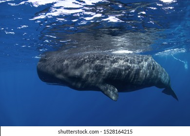 274 Whale brain Images, Stock Photos & Vectors | Shutterstock