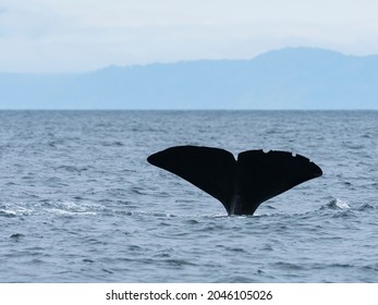 Sperm Whale (Physeter Macrocephalus) Tail Fin