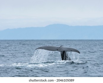 Sperm Whale (Physeter Macrocephalus) Tail