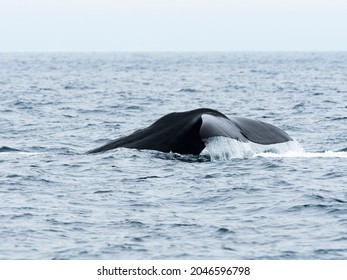 Sperm Whale (Physeter Macrocephalus) Tail