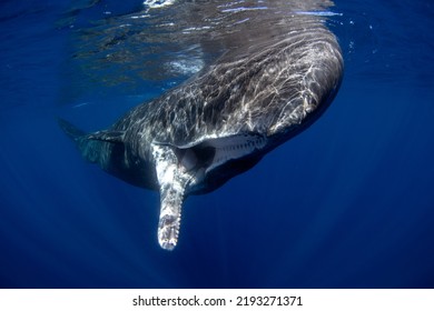 Sperm whale is playing under surface. Playful whale in Indian ocean. Extraordinary marine life.