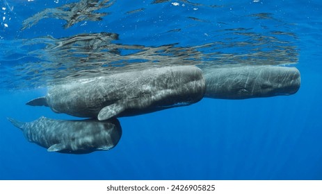 Sperm whale pod Surfacing, Dominica