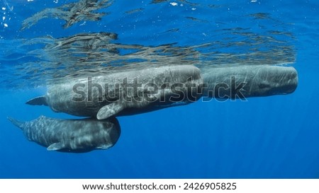 Sperm whale pod Surfacing, Dominica