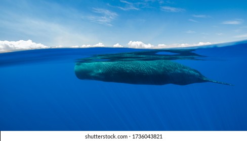 Sperm whale split view, Indian Ocean, Mauritius.