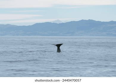Sperm whale spotted on a boat tour in Kaikōura, New Zealand