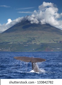 Sperm whale starts a deep dive in front of volcano Pico, Azores islands