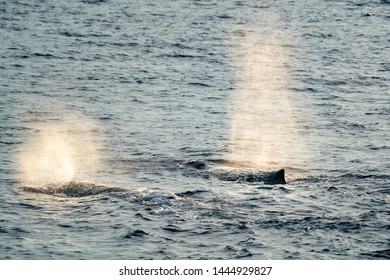 Sperm Whale at sunset close up while breathing
