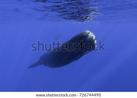 Similar – Swimming walrus under water