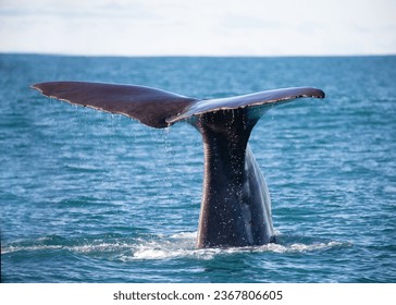 Sperm whale tail diving in Kaikōura
