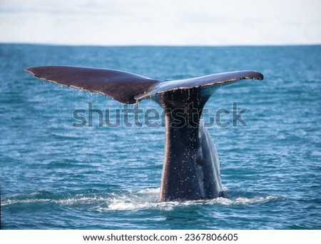 Sperm whale tail diving in Kaikōura