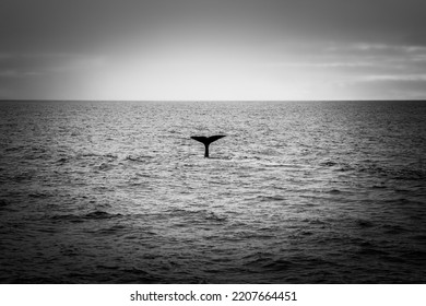 Sperm Whale Tail In Norway