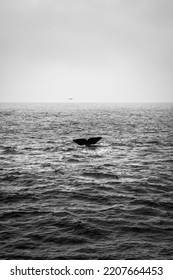 Sperm Whale Tail In Norway