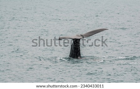 Sperm Whale tale up while whale dives down