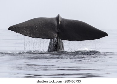 Sperm Whale That Dives Into His Tail Above The Water