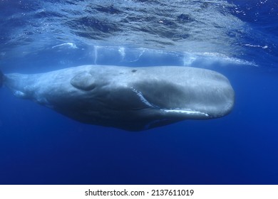 165 Whale belly Images, Stock Photos & Vectors | Shutterstock