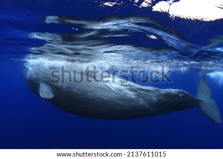 Similar – Swimming walrus under water