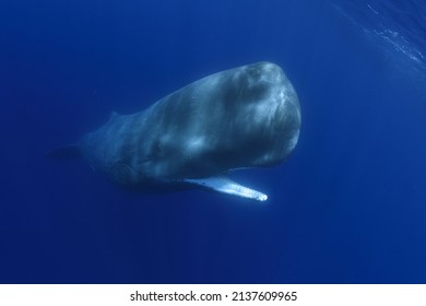 Ballenas espermáticas nadando bajo el agua hacia ti