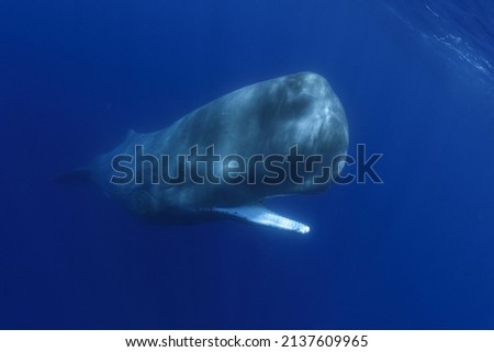 Sperm whale underwater swimming towards you