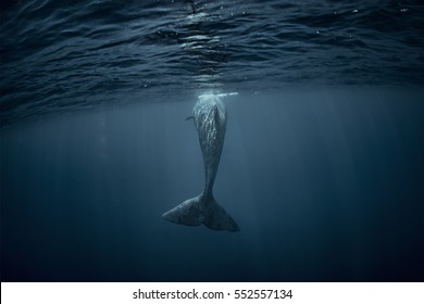 Sperm Whale Underwater View From Back. Whale Tail In Atlantic Ocean