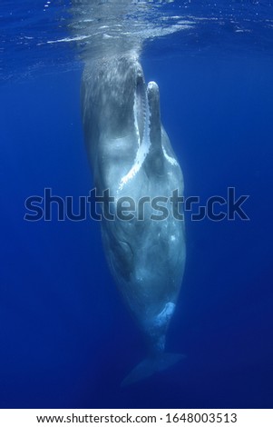 Similar – Swimming walrus under water