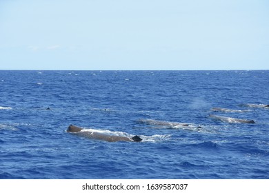 Sperm Whales At The Azores Coast