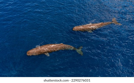 sperm whales chillin, Indian Ocean, Mauritius