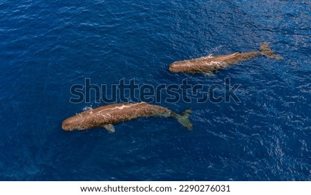 sperm whales chillin, Indian Ocean, Mauritius