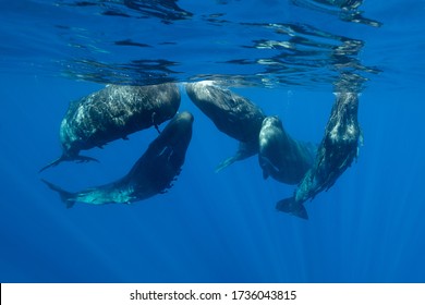 Ballenas espermatozoides en una reunión social, Océano Índico, Mauricio.