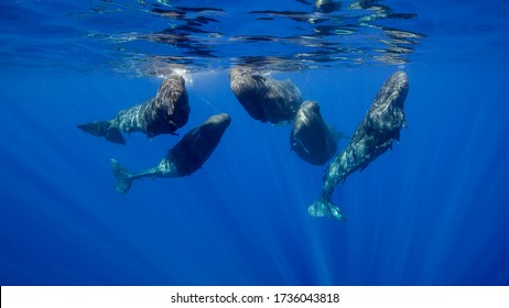 Ballenas espermatozoides en una reunión social, Océano Índico, Mauricio.