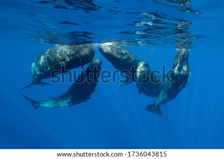 Sperm whales in a social gathering, Indian Ocean, Mauritius.