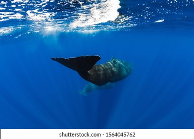 Sperm Whales Swim Blue Ocean Mauritius Stock Photo (Edit Now) 1564045762