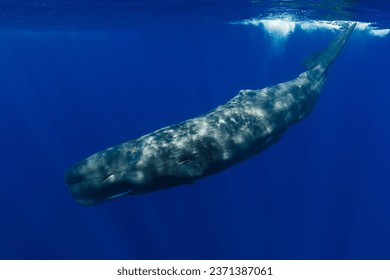 Sperm whales swimming in the blue ocean