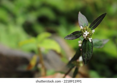 Spermacoce Or Fake Button Weed