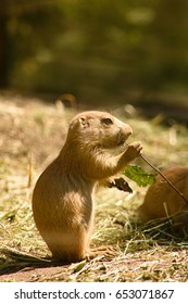 Spermophilus Citellus