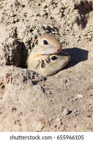 Spermophilus Citellus