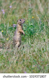 Spermophilus Or Citellus On A Meadow