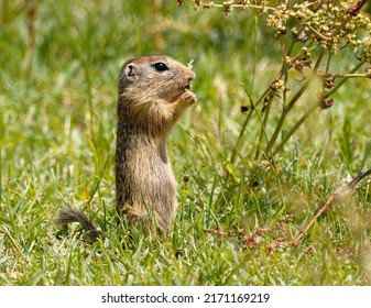 Spermophilus Are A Genus Of Ground Squirrels