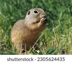 Spermophilus sits in the grass and eats. Protected rodent.
