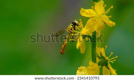 Sphaerophoria is a genus of hoverflies. macro photo