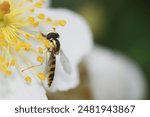 Sphaerophoria scripta. Long Hoverfly. Macro nature.