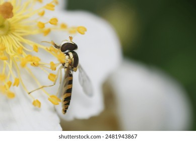 Sphaerophoria scripta. Long Hoverfly. Macro nature.