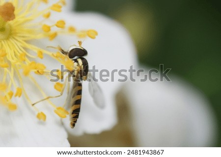 Sphaerophoria scripta. Long Hoverfly. Macro nature.