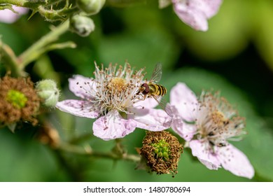 Sphaerophoria scripta (long hoverfly) on flower of wild blackberry flower