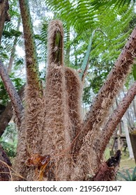 Sphaeropteris Lepifera, Synonym Cyathea Lepifera, The Brush Pot Tree, Is A Tree Fern That Grows In The Mountains Of East And Southeast Asia, Which Can Grow Up To 20 Feet (6.1 M) Tall. 