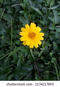 Sphagneticola Trilobata Commonly Known As The Bay Biscayne Creepingoxeye Singapore Daisy Creepingoxeye Trailing Daisy And Wedelia Is A Plant In The Tribe Heliantheae Tribe Of The Family Astera