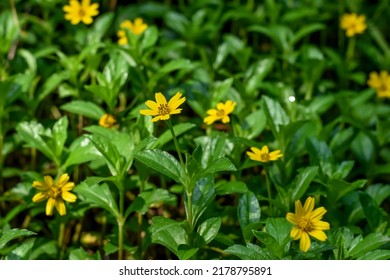 Sphagneticola trilobata, commonly known as the Bay Biscayne creeping-oxeye, Singapore daisy, creeping-oxeye, trailing daisy, and wedelia, is a plant in the tribe Heliantheae tribe of family Asteraceae